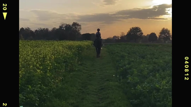 Morgan Horse merrie 3 jaar Paardenmensen kennen dit gevoel
